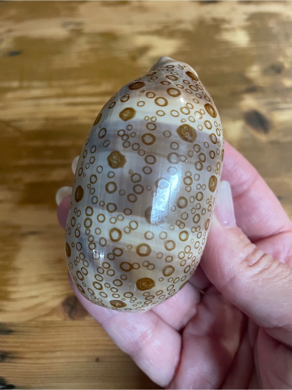 Pristine large spotted eye cowrie shell